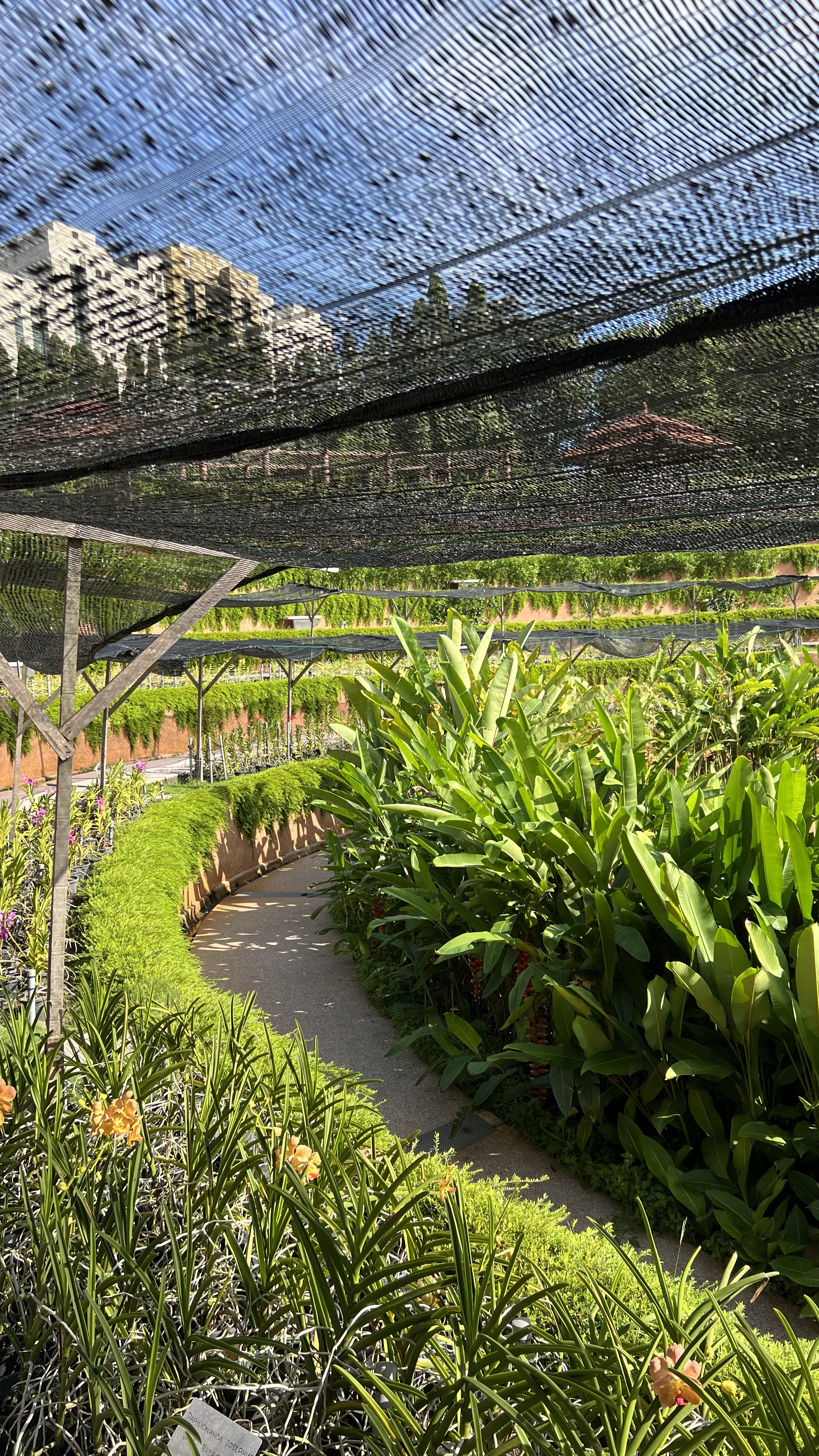 Saturday morning walk: Tasik Permaisuri Park