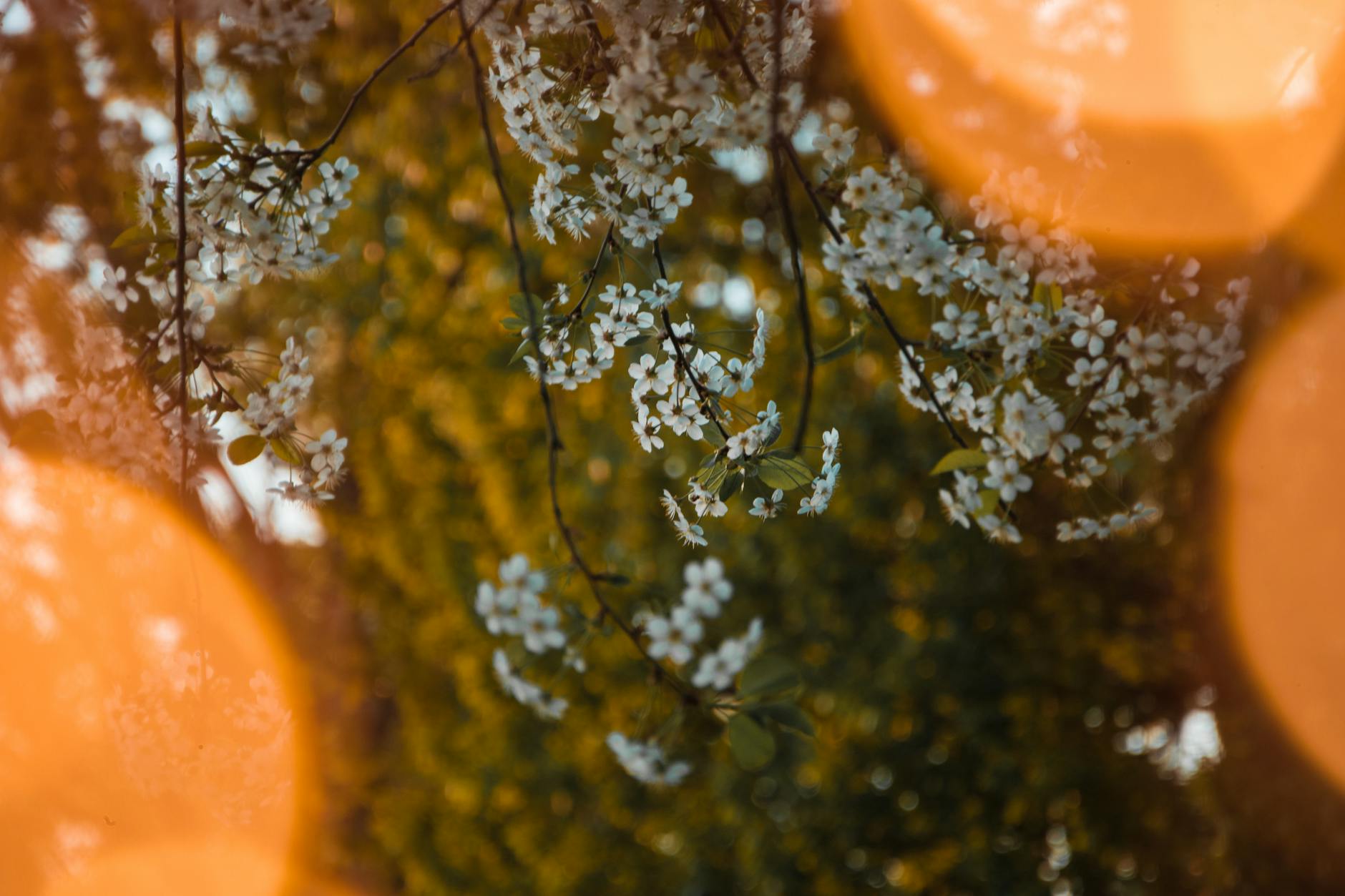 shallow focus photography of white flowers