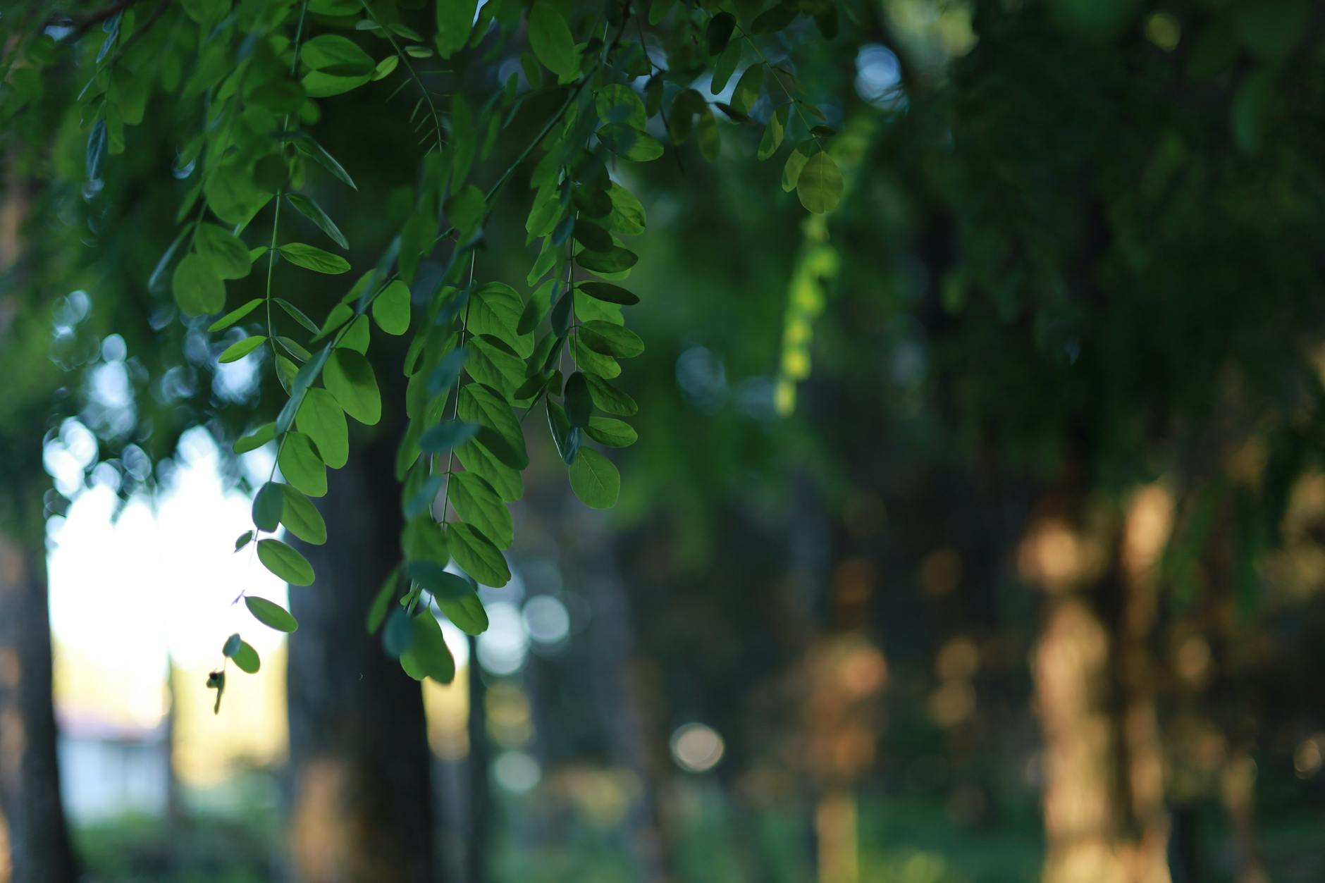 green leaves on tree in park